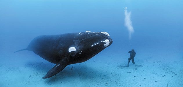 No-Fluke-Brian-Skerry-southern-right-whale-631.jpg__800x600_q85_crop